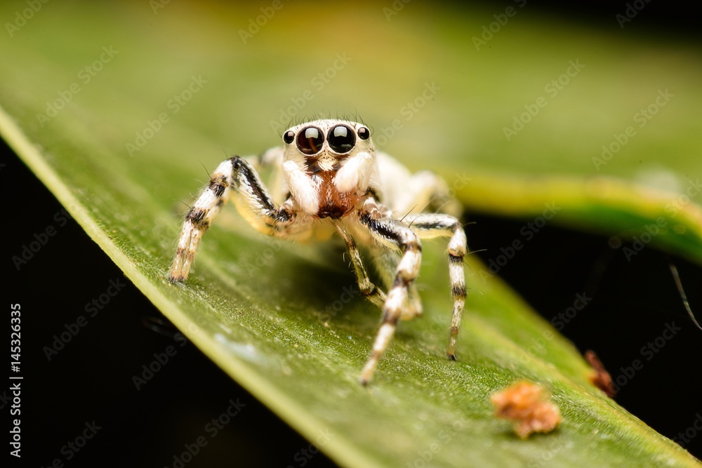 Fototapeta premium The Jumping Spider