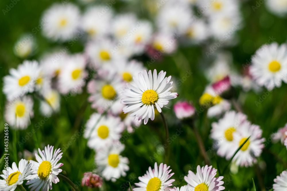 Frühblüher auf der Wiese