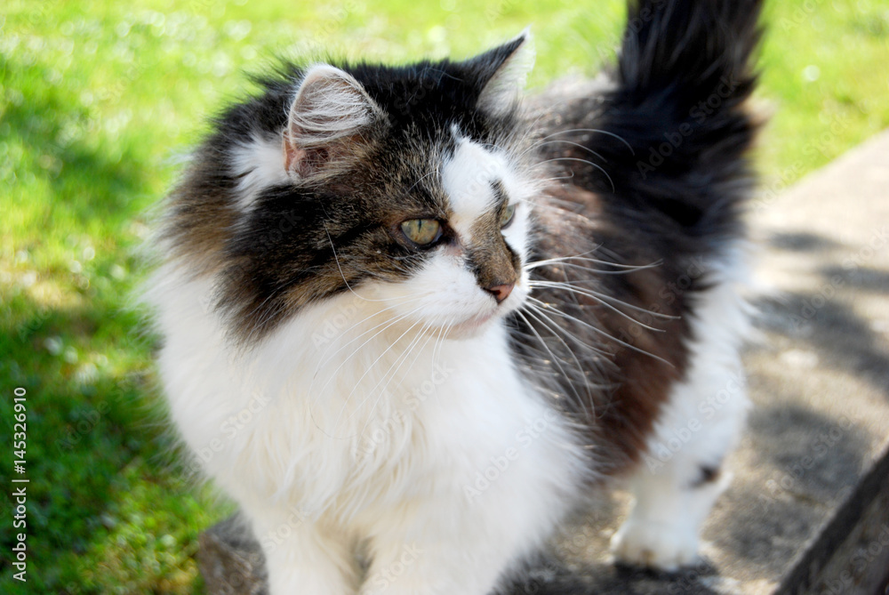 Katze Katze
