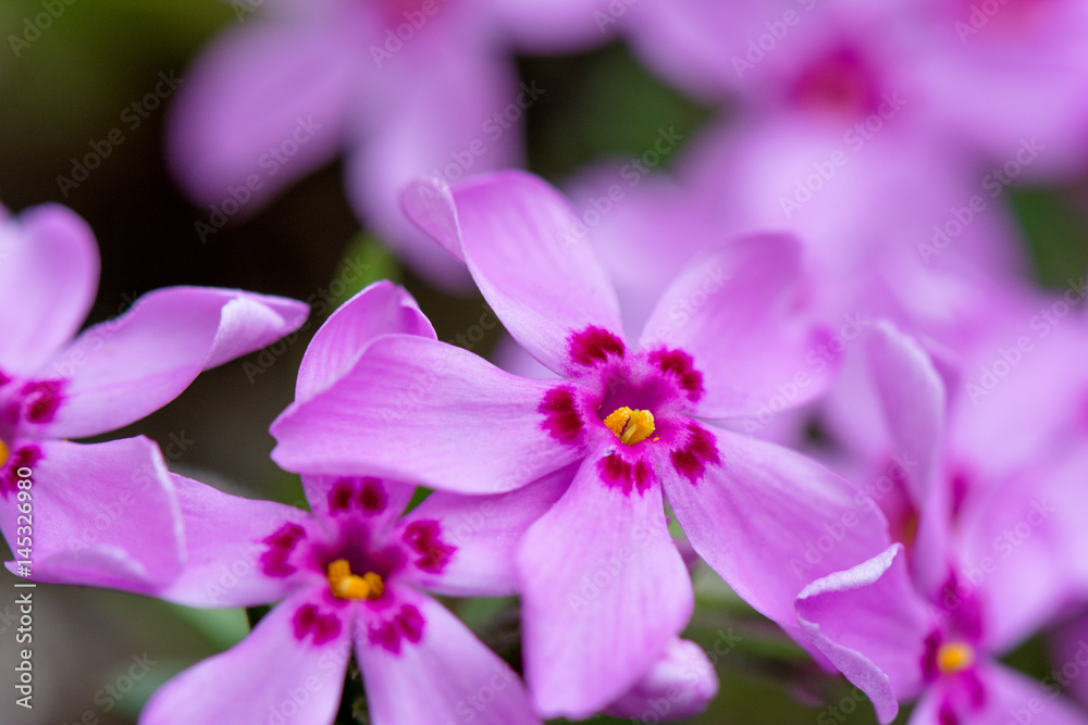 Springtime. Macro shot of a purple Julia’s primrose.