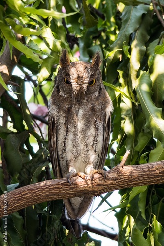 Oriental Scop Owl