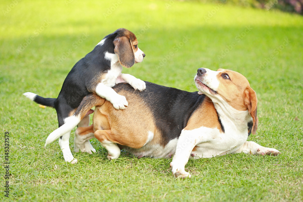 Purebred adult and puppy beagle dog are playing in lawn

