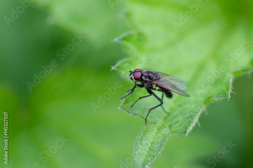 Springtime. Macro shot of a fly relaxing on a green leaf.