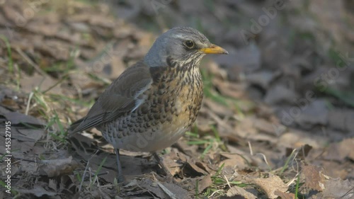 thrush