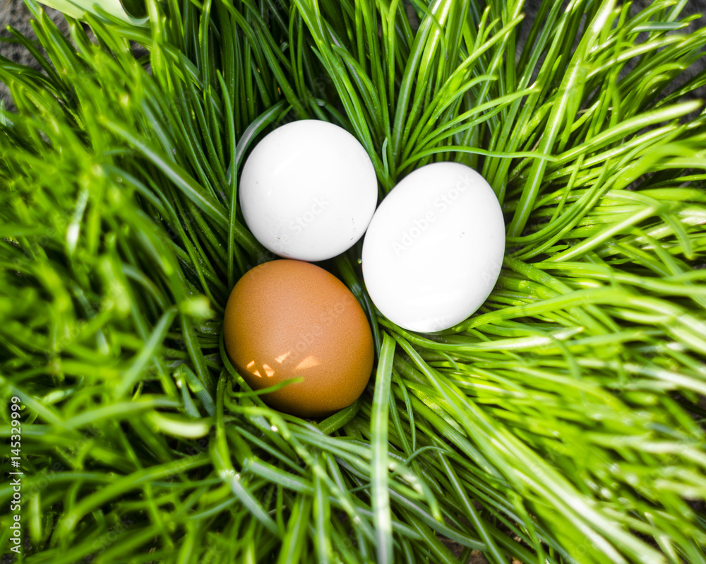 easter eggs in the green grass easter eggs in the green grass