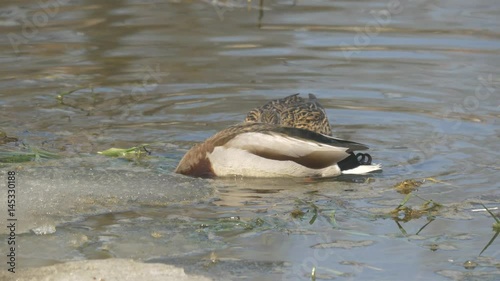 Mallard duck