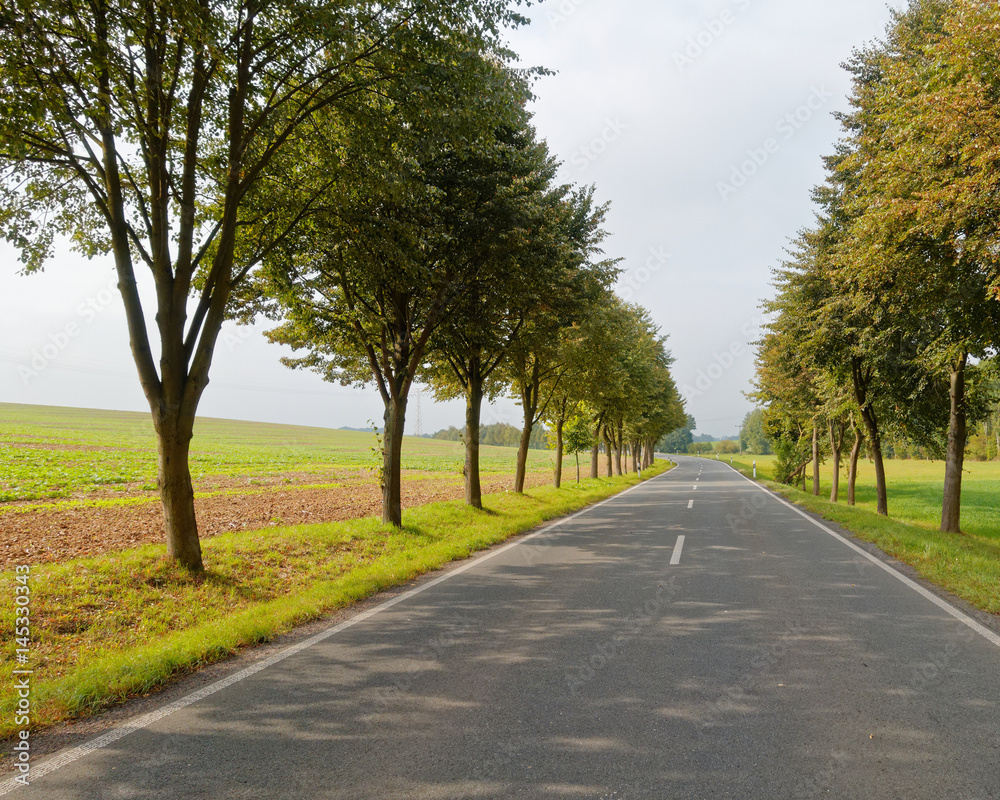 scenic route with tree lines in the countryside