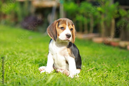 purebred beagle dog looking for somthing, searching and resting in   lawn at home © Sigma s