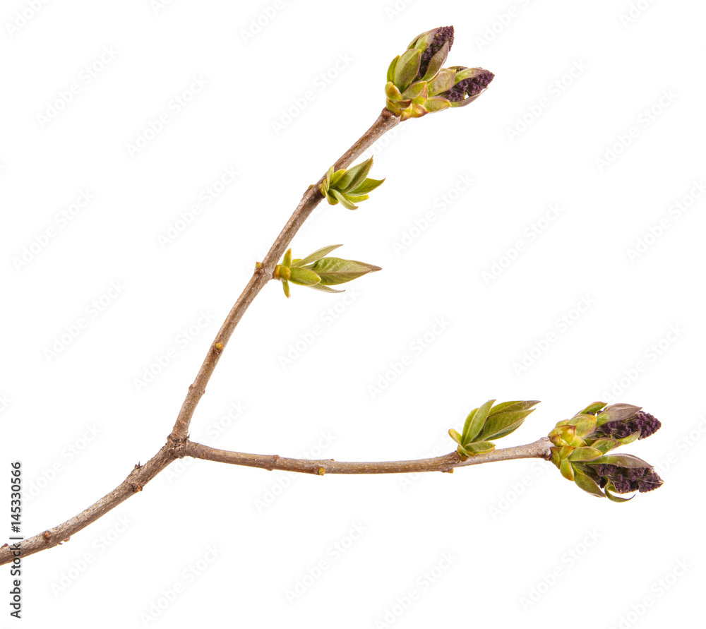 Fototapeta premium Small uncovered lilac flowers on a branch