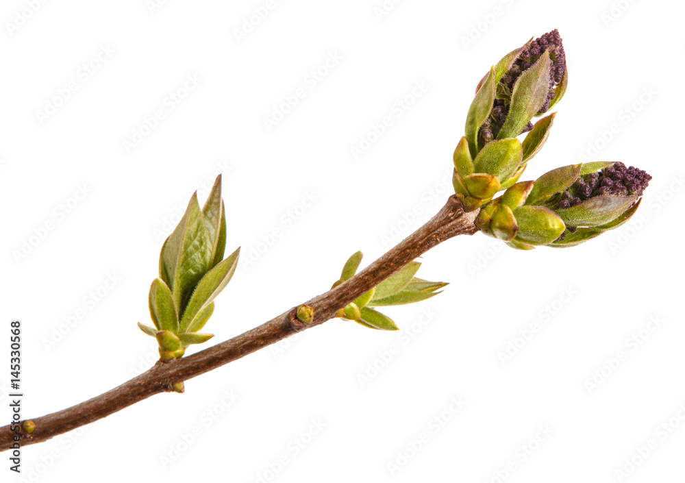 Small uncovered lilac flowers on a branch Small uncovered lilac flowers on a branch