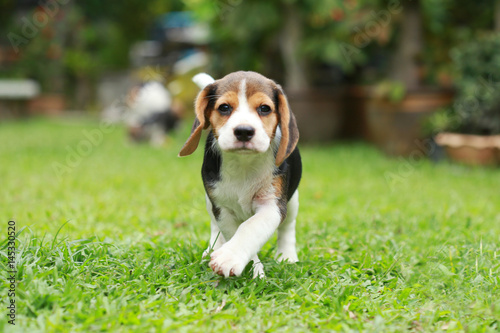 purebred beagle dog looking for somthing, searching and resting in lawn at home