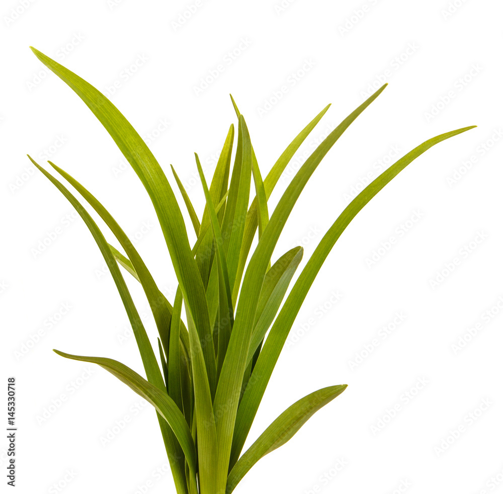 Obraz premium Green leaves of daylily isolated on white background