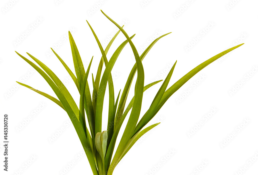 Obraz premium Green leaves of daylily isolated on white background