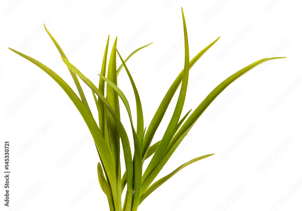 Green leaves of daylily isolated on white background