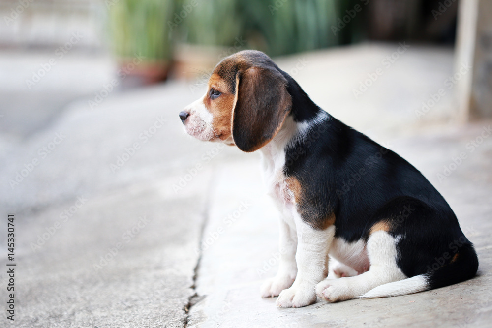 purebred beagle dog looking for somthing, searching and resting in 
lawn at home