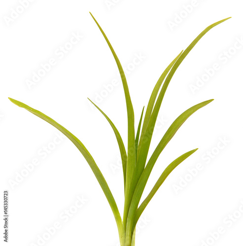 Green leaves of daylily isolated on white background