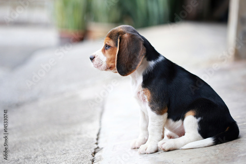 purebred beagle dog looking for somthing, searching and resting in lawn at home