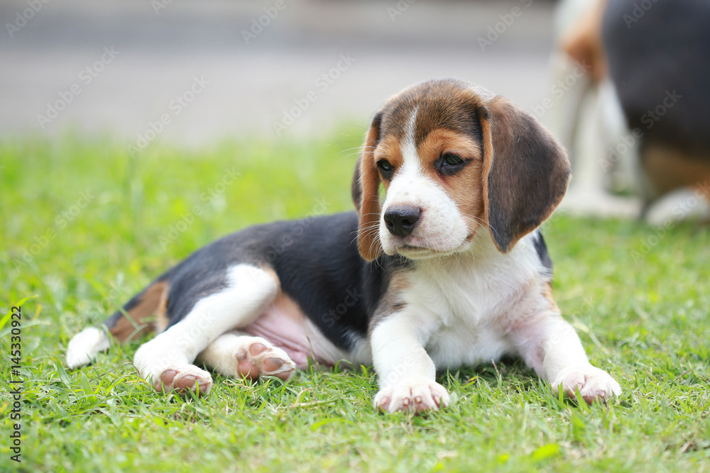 purebred beagle dog looking for somthing, searching and resting in 
lawn at home