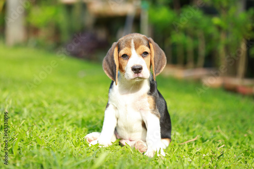 purebred beagle dog looking for somthing  searching and resting in   lawn at home