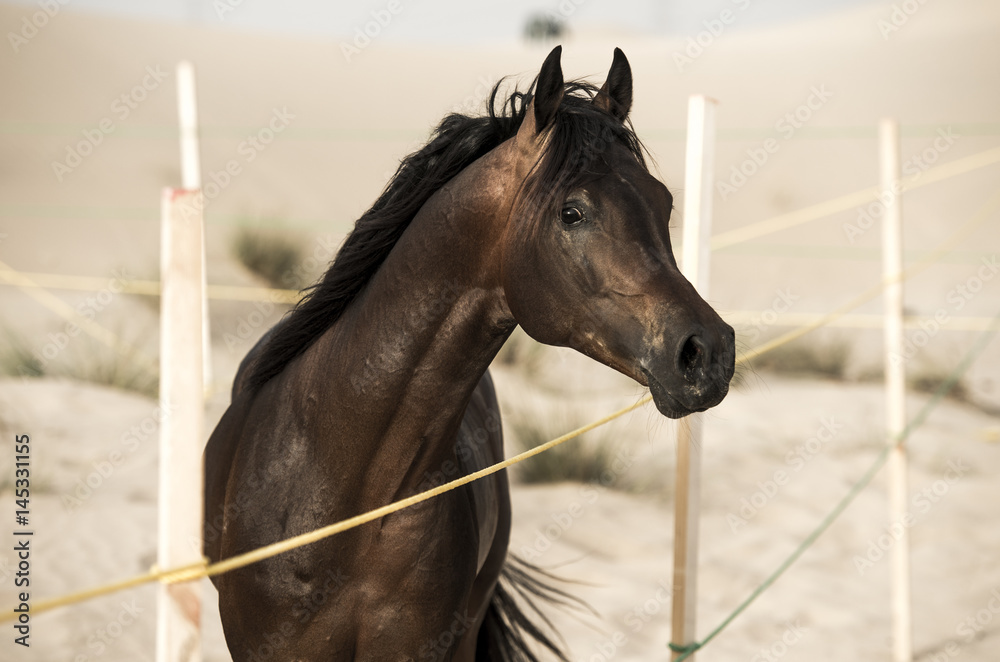 Fototapeta premium The Arabian stallion looks