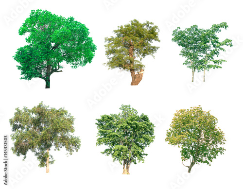  Collection of tree on white background.  for gardening 