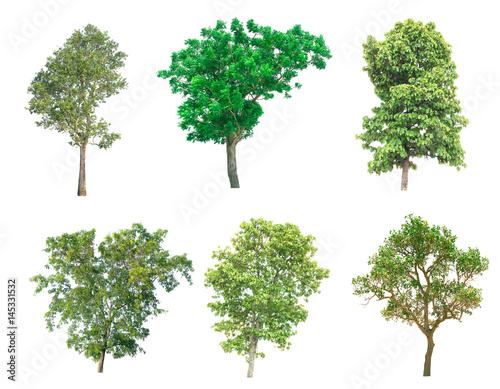  Collection of tree on white background. (for gardening)