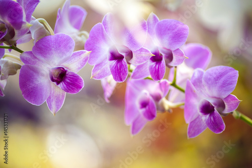 White orchid flower background Spa flora in nature Selective focus
