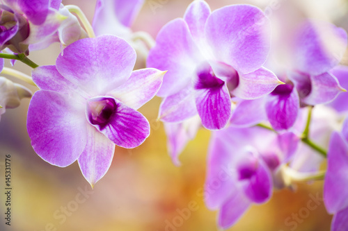 White orchid flower background,Spa flora in nature,Selective focus