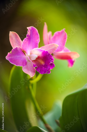 White orchid flower background Spa flora in nature Selective focus