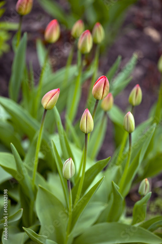 red tulips in spring garden