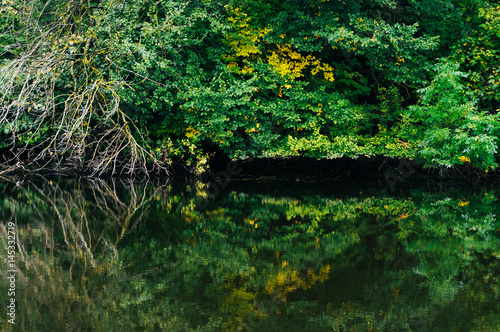 Branches over lake