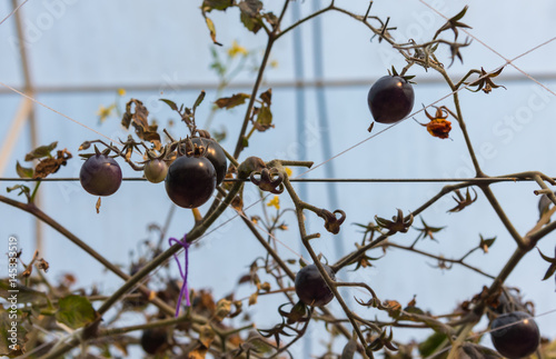 image of tomato in the garden.