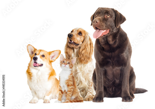 Fototapeta Naklejka Na Ścianę i Meble -  Kitten and puppy full-length look in the side