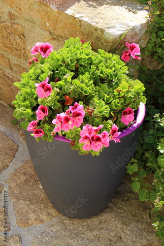 Fototapeta Naklejka Na Ścianę i Meble -  Jardinière de géranium