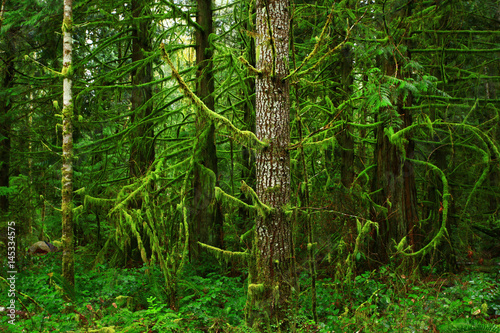 a picture of an exterior Pacific Northwest mossy conifer tree © Craig  R. Chanowski