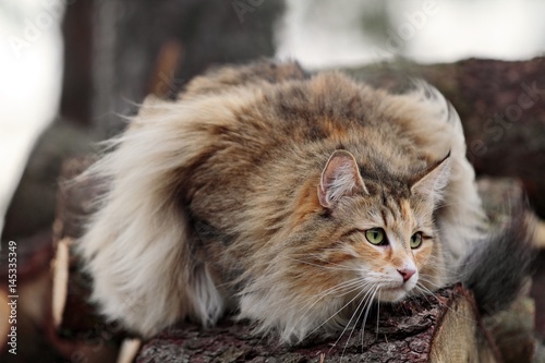 Norwegian forest cat female 