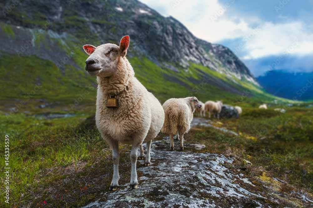 Fototapeta premium Flock of sheep in summer Scandinavia