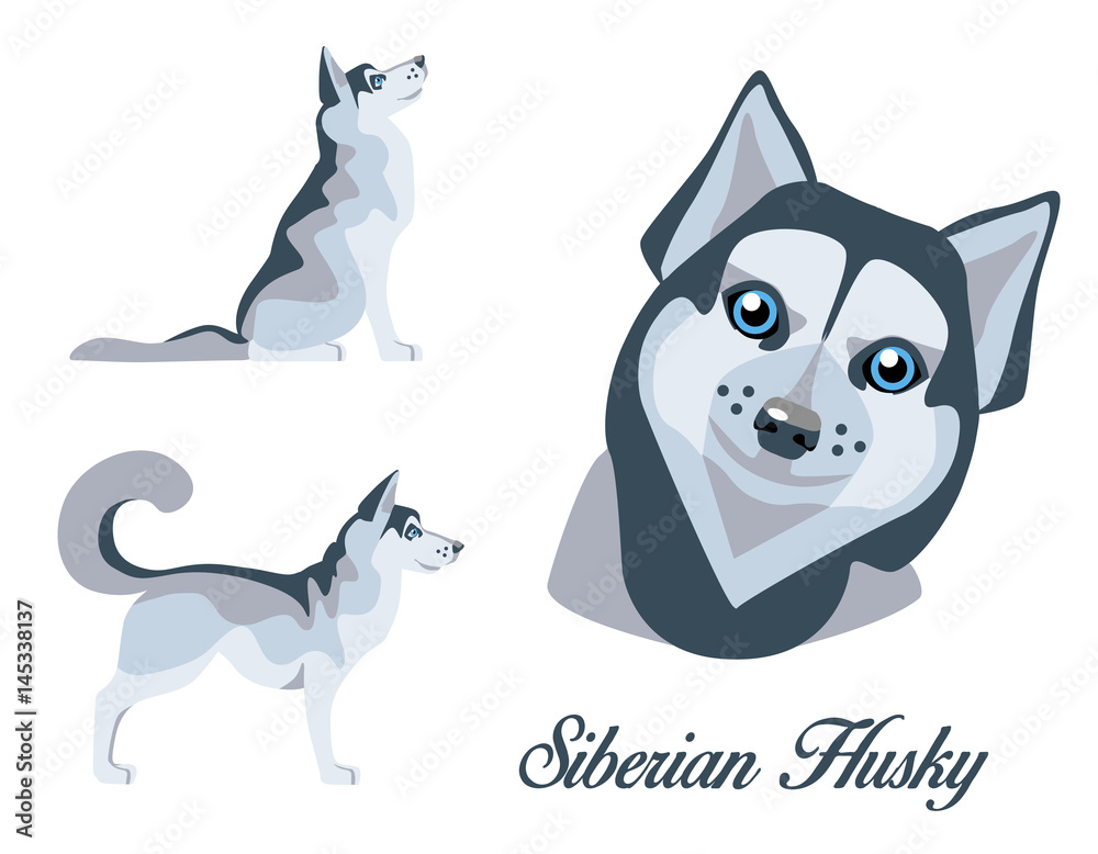 Illustration of a Siberian Husky in standing and sitting position, portrait on a white background