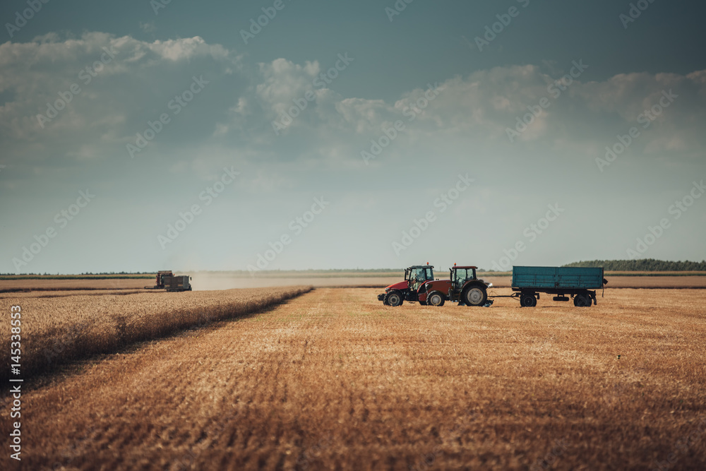 Obraz premium Combine harvester agriculture machine harvesting golden ripe wheat field