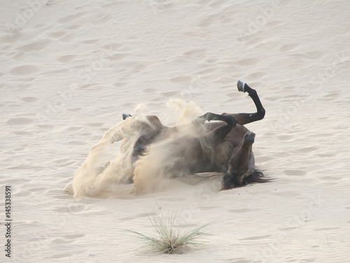 The Arabian stallion is bathed in the sand