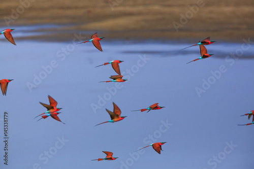 Northern Carmine Bee-eater in South Luangwa NP - Zambia