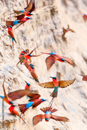 Canvas Print Northern Carmine Bee-eater in South Luangwa NP - Zambia