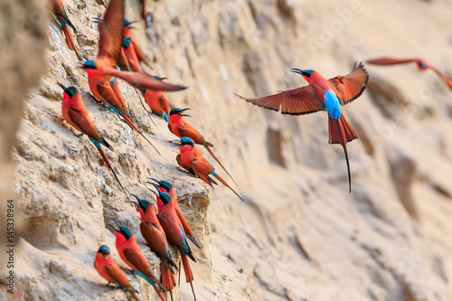 Northern Carmine Bee-eater in South Luangwa NP - Zambia photo