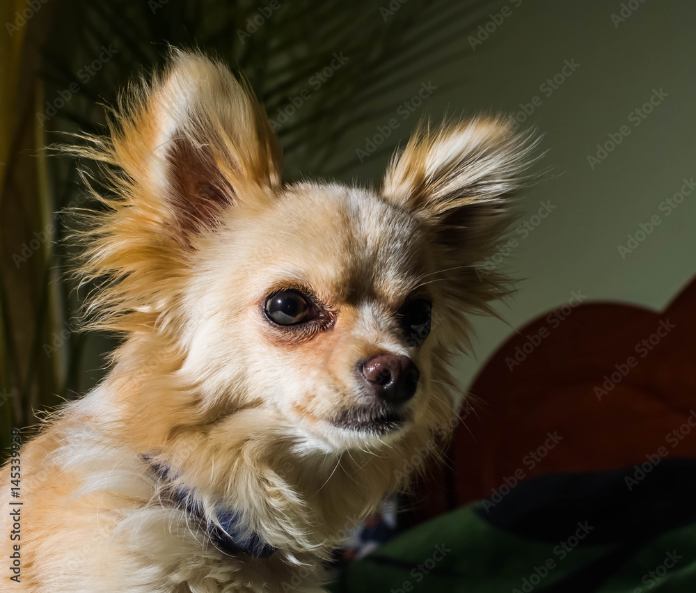 Happy Chihuahua canine, cheerful, domestic, happiness, barking, carnivore, cut, happily