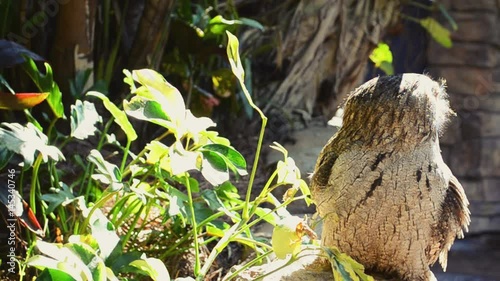 Owl in the park. photo