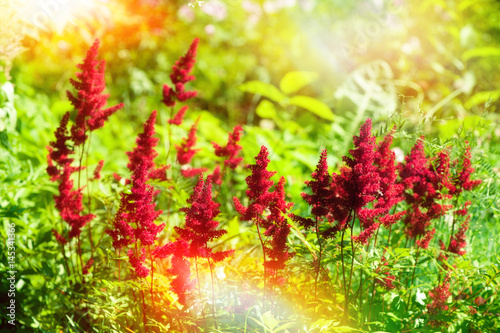 Summer sunny day background with wild herbs and flowers in garden or park  outdoor