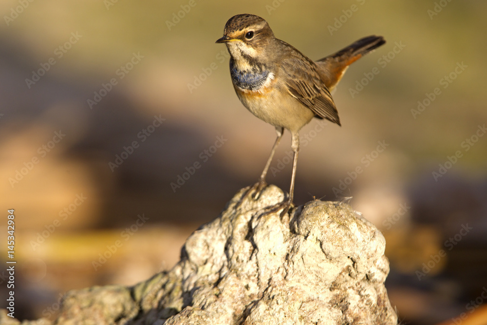 Fototapeta premium Bluethroat. Luscinia svecica