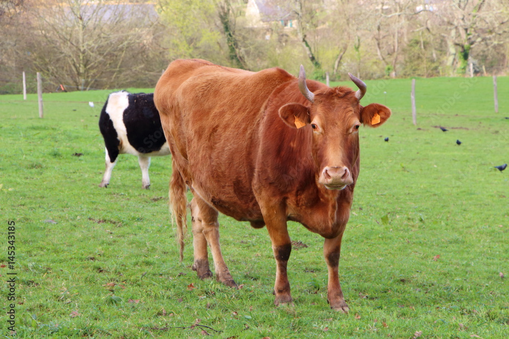 Vache Froment du Léon au pré