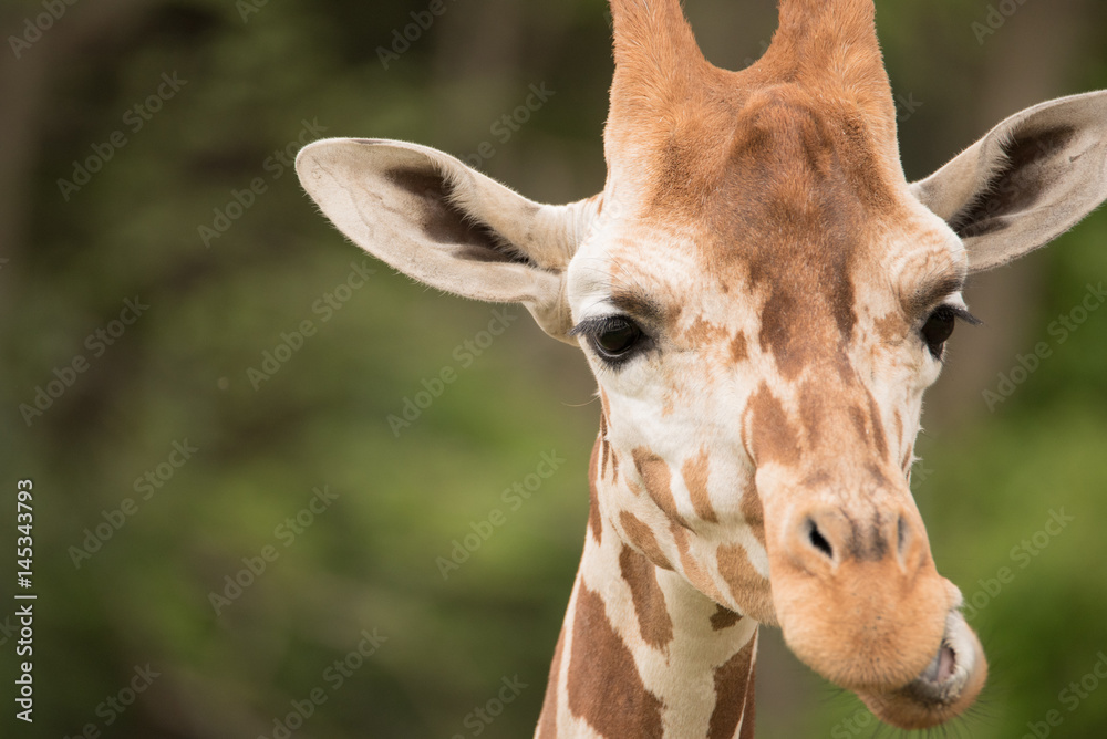 Fototapeta premium キリン