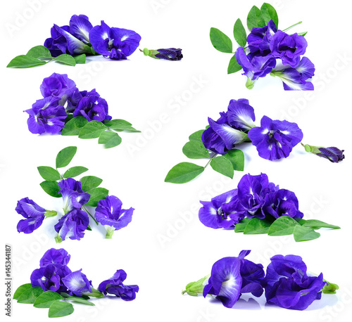 Blue pea butterfly pea close up background photo